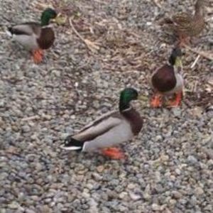 Meet your Posher, Lala